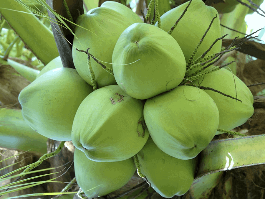 Ý nghĩa xung quanh giấc mơ thấy quả dừa đánh đề con gì phát tài?