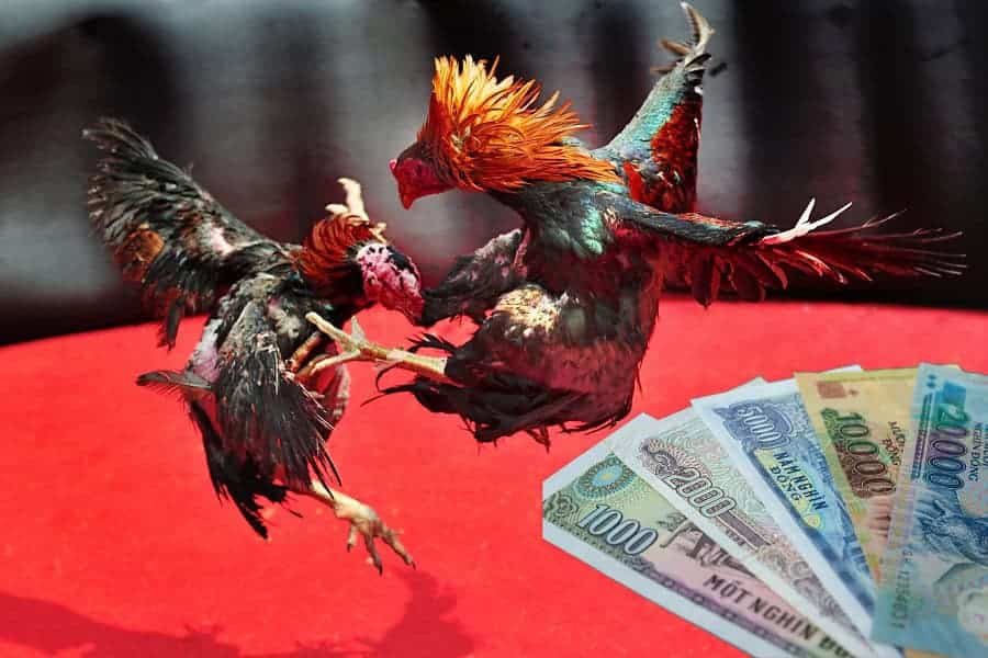 tong hop chi tiet thong tin lien quan ve luat da ga hien nay?
